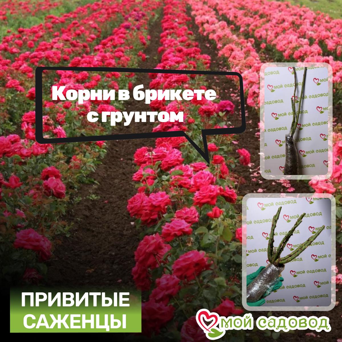 Роза чайно-гибридная Леонидас